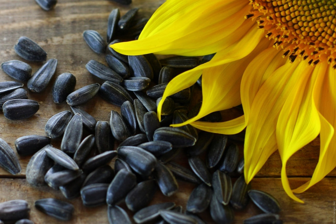 sunflower-seeds