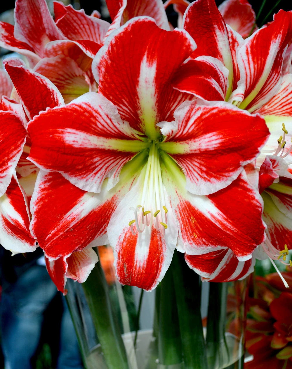 Blooming Amaryllis