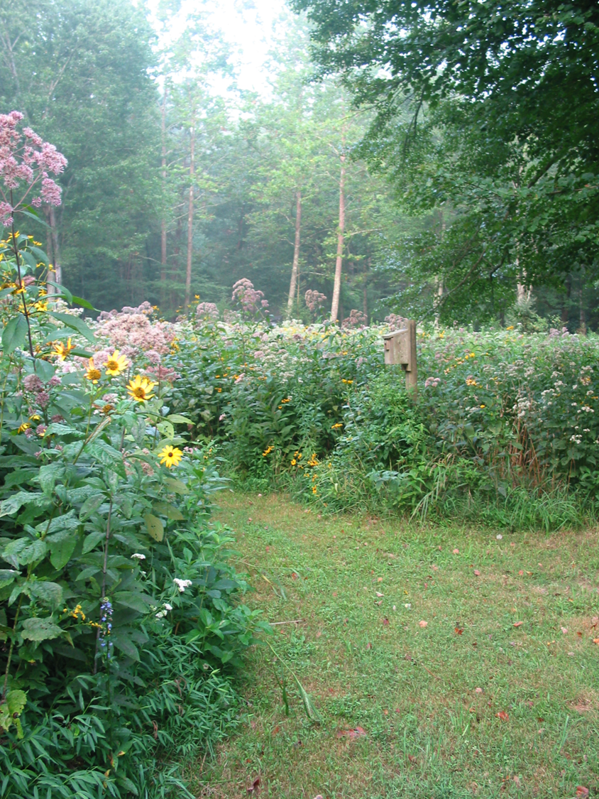 Amy Fahmy garden photo pollinator workshop