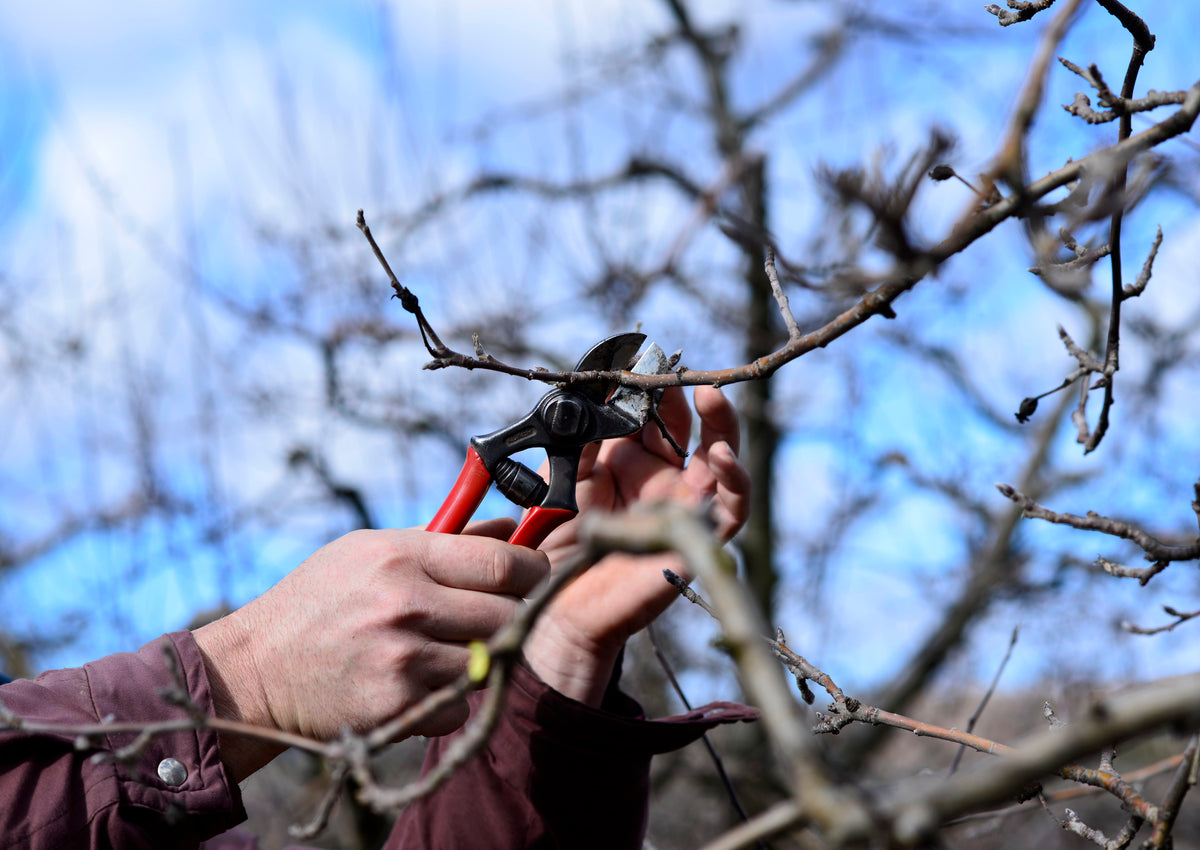Farmer pruning apple tree in orchard