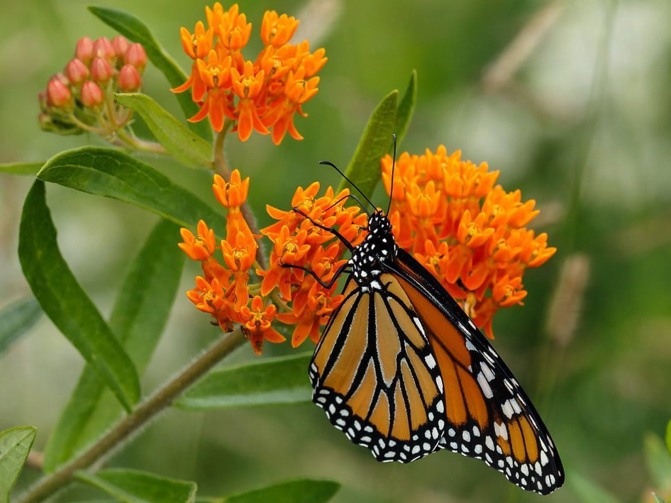Good Monarch News & How You Can Help