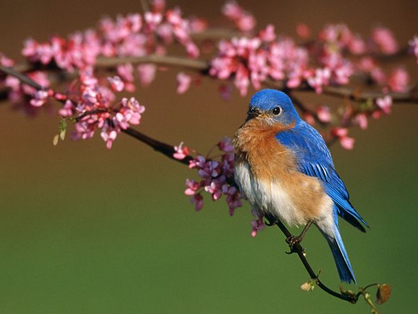 Bluebird in a redbud tree, Chris Davenport