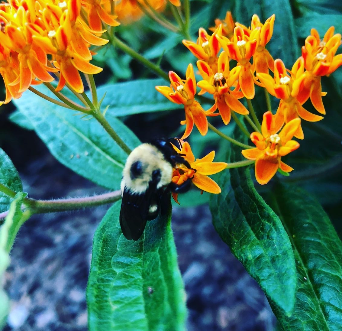 Bumblebee on butterfly weed