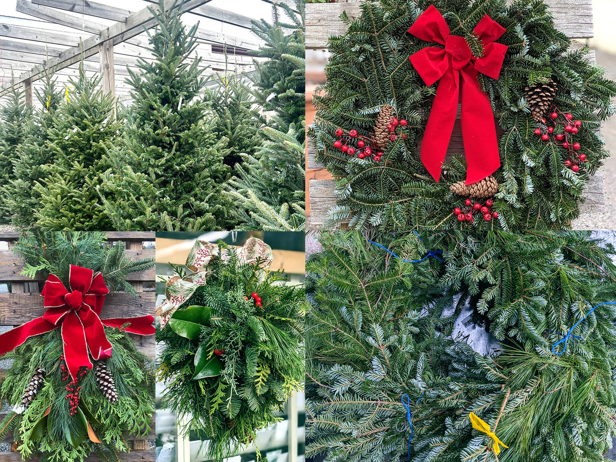 Fraser Fir trees, wreaths, swags, kissing balls, and garland are available at Reems Creek Nursery.