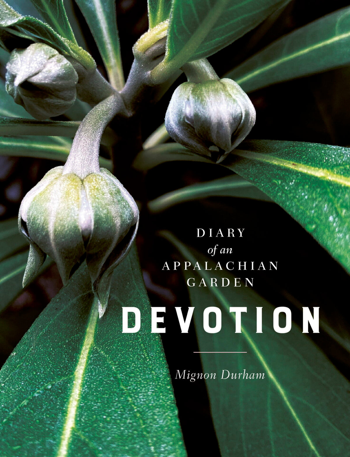 Book cover of Devotion by Mignon Durham