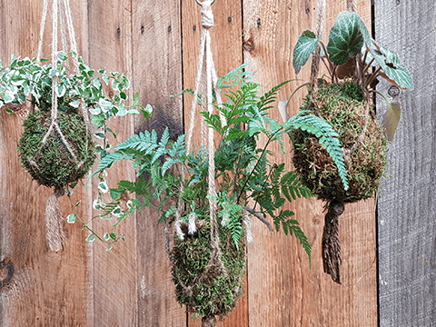 Kokedama
