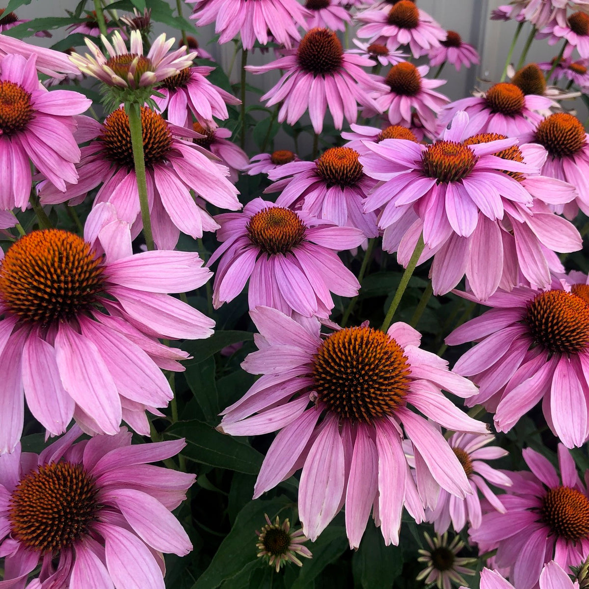 Echinacea Magnus RCN Pollinator Garden upper bed