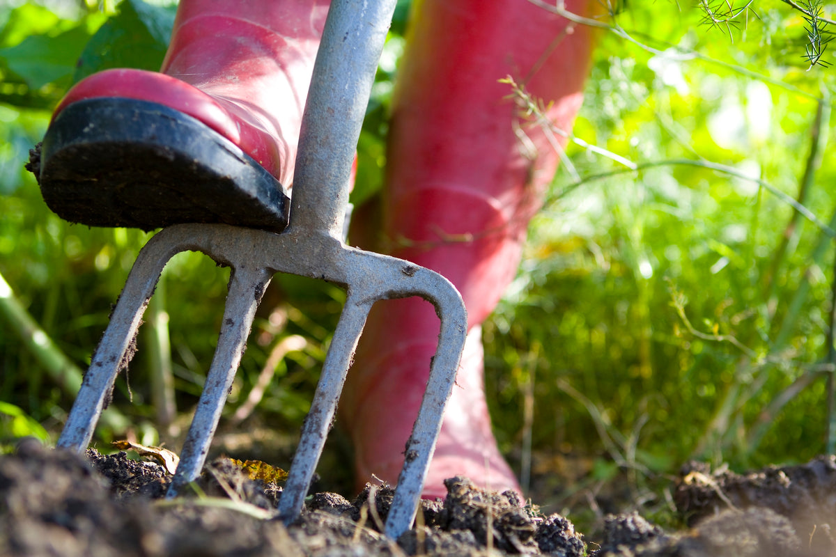 Red wellied feet digging the veg patch over with a garden fork. Close-up with narrow depth of field, focussed on bridge of the fork. (Red wellied feet digging the veg patch over with a garden fork. Close-up with narrow depth of field, focussed on brid