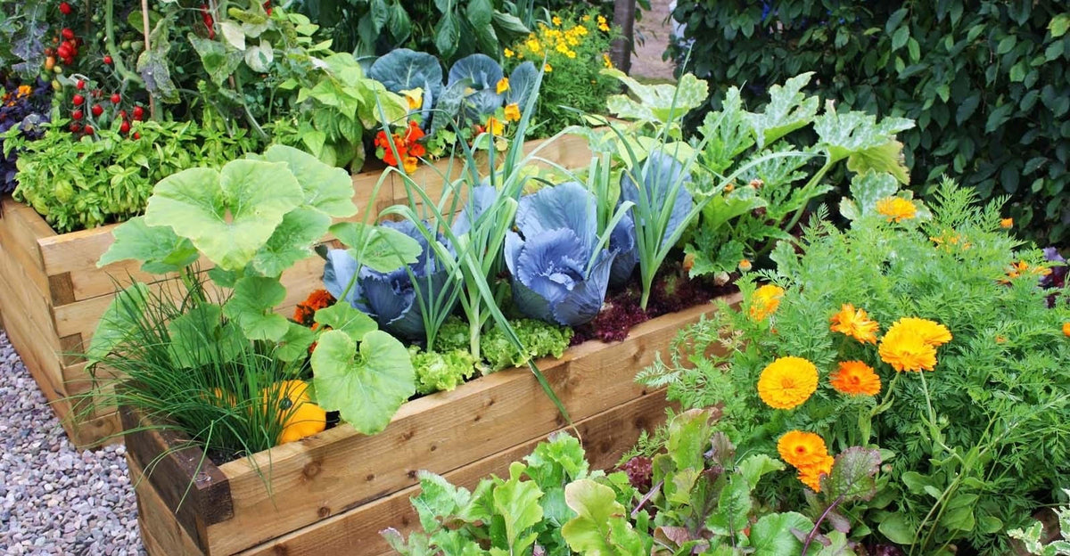 Garden Pic for Companion Planting with Kira Hammonds 6-1-24