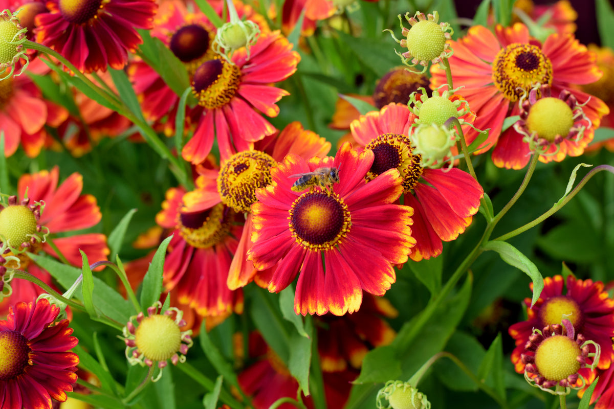 Bee collecting pollen on a red helenium flower