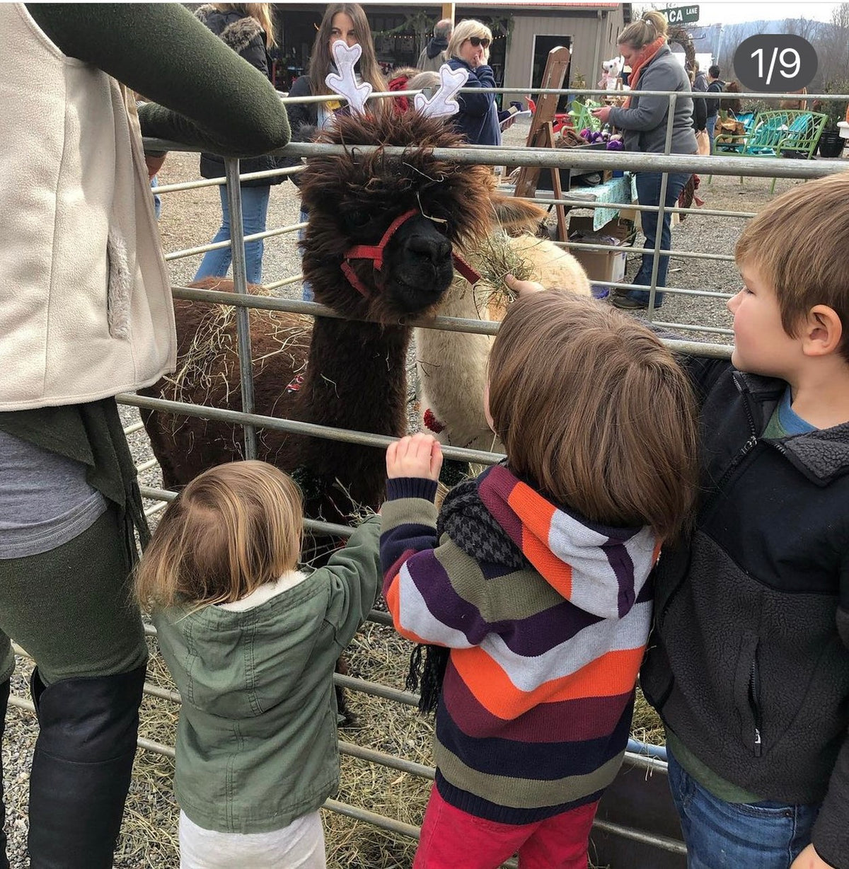 Holiday Affair Alpacas and kids