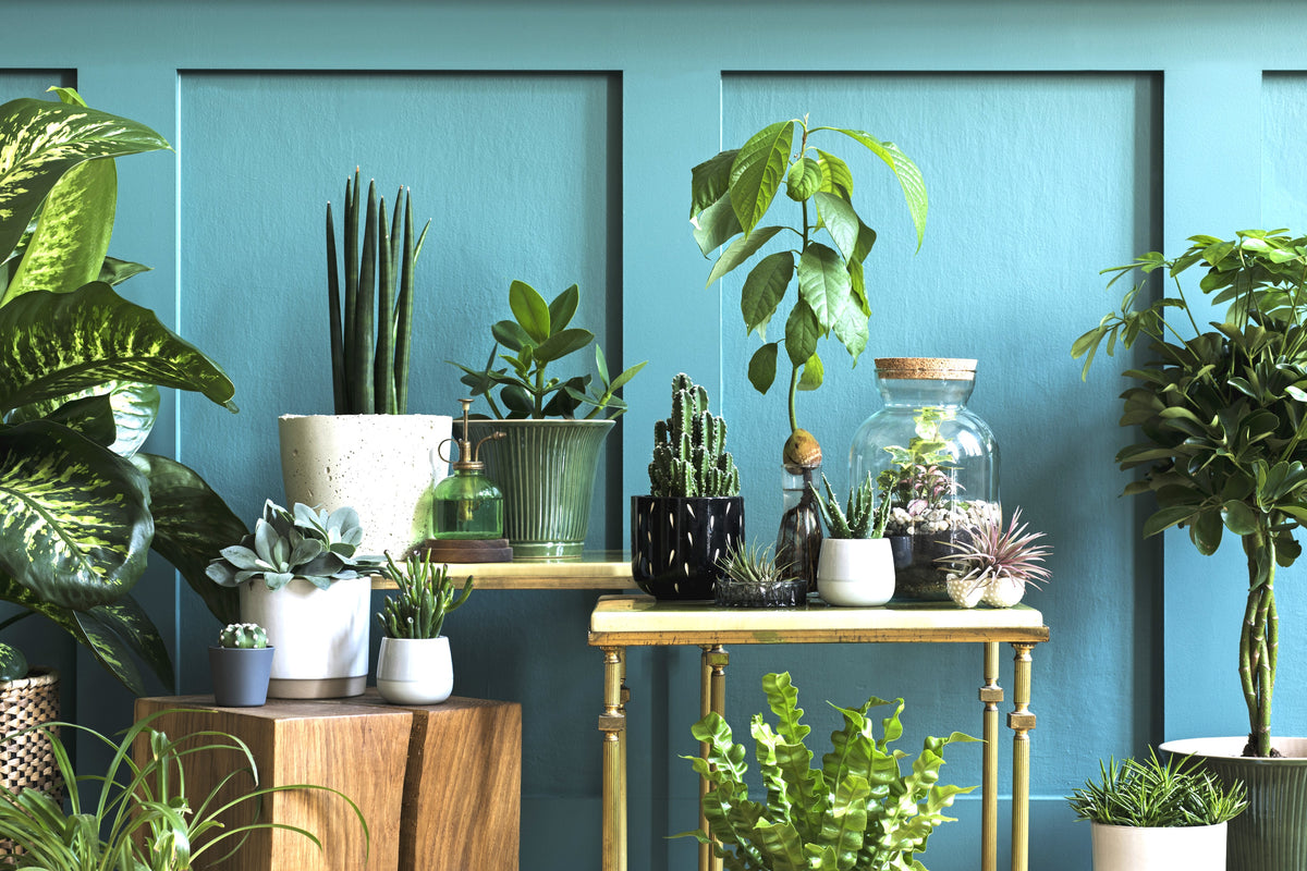 Houseplants blue wall XL iStock-1201832291 Kira's Workshop Lighter