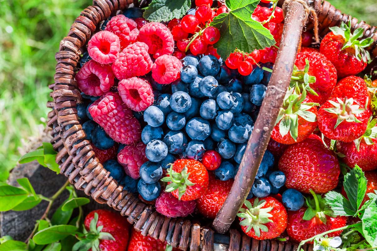 Fruit berries