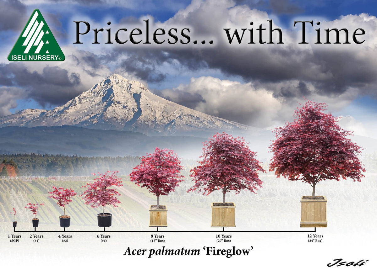 Iseli Japanese Maple growth chart higher quality