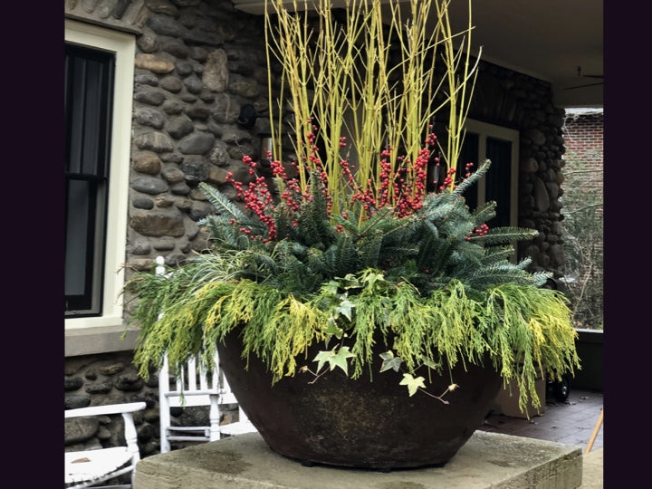 A beautiful container with a mix of greenery and berries by Mardi Letson