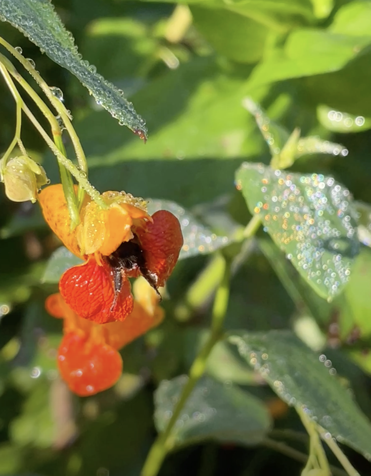 OGS Series 24 Jewelweed&Bee-Onteora2022