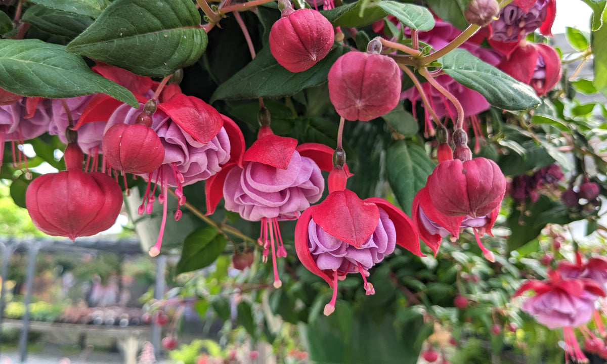 PXL_20230526 Fuchsia joy3