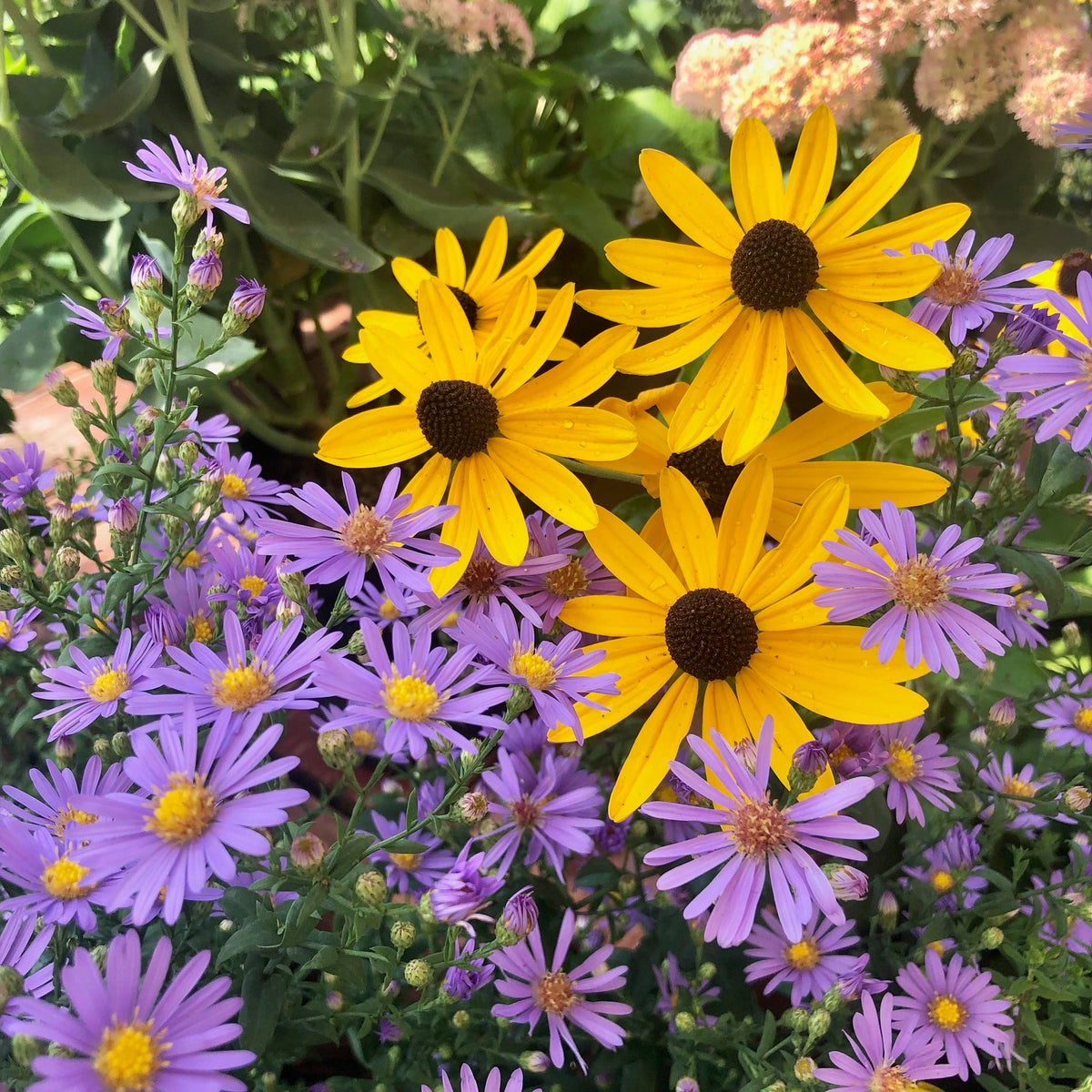 Perennials Aster and Sunflowe tvr