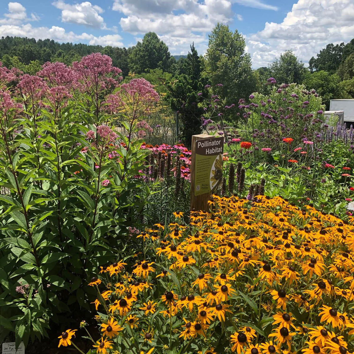 Pollinator Garden at Reems Creek Nursery in Weaverville NC.