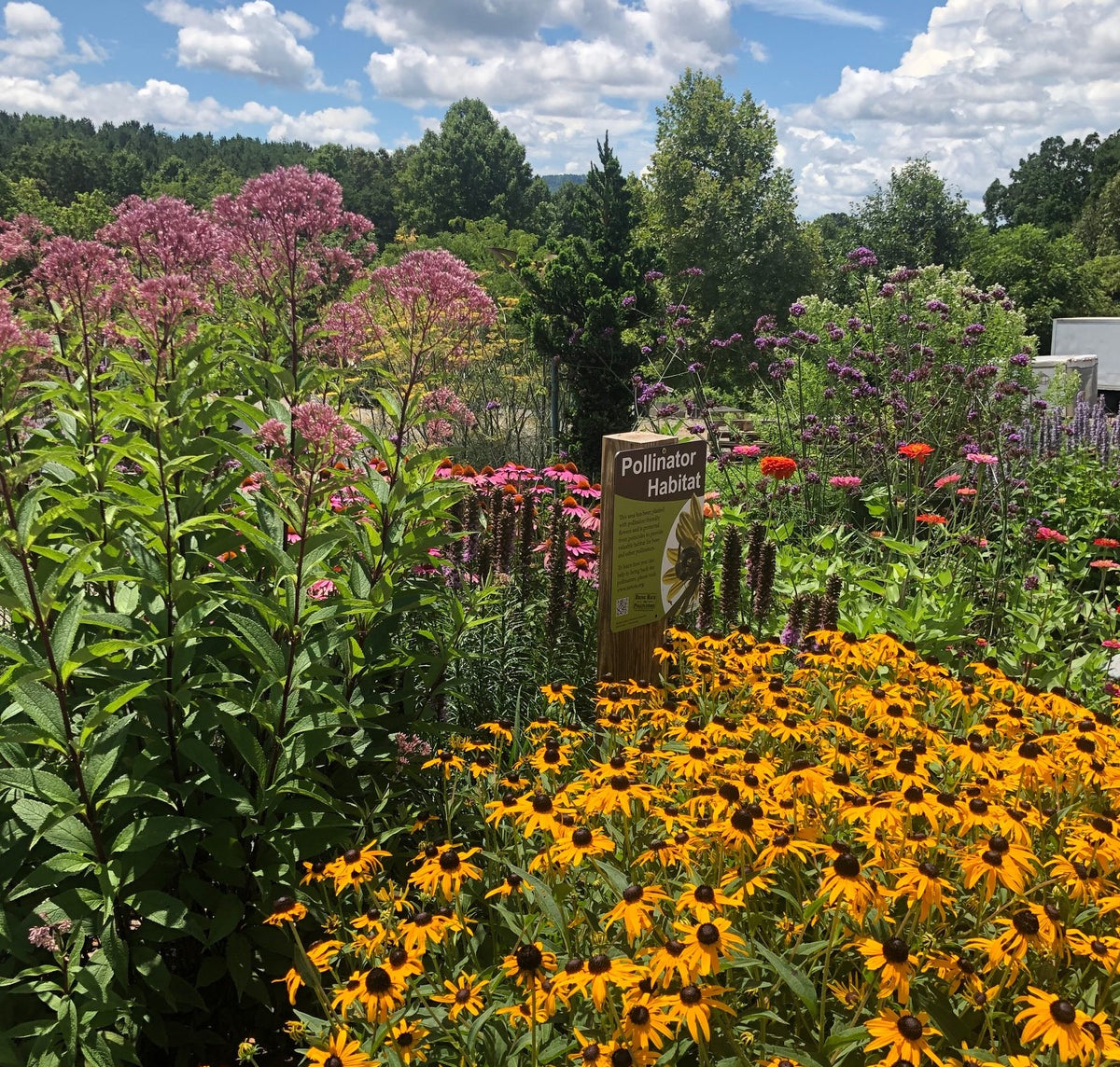 RCN Pollinator Garden Reems Creek Nursery in Weaverville NC, just outside of Asheville NC. A certified pollinator habitat.