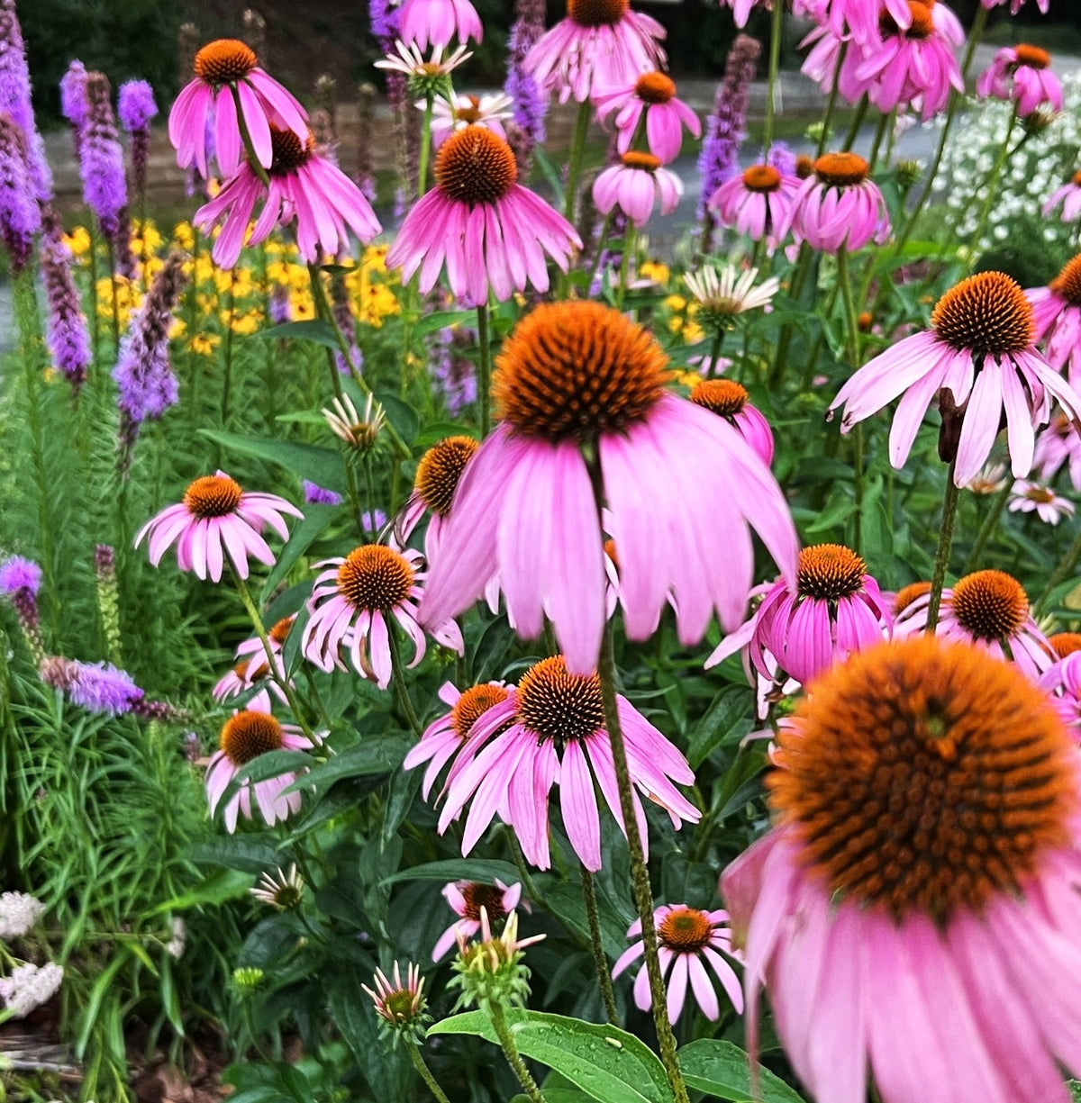 Pollinator Garden Ruths echinacea july 22 cropped 2 tv
