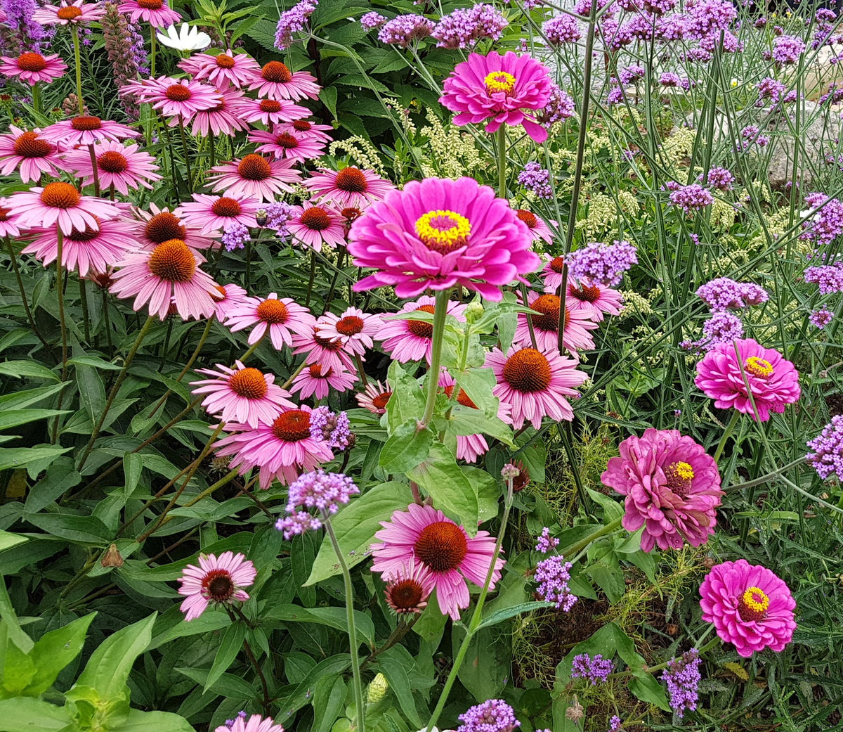 Vibrant flowers in our Pollinator Garden - Echinacea, Zinnias, Verbena, and more.