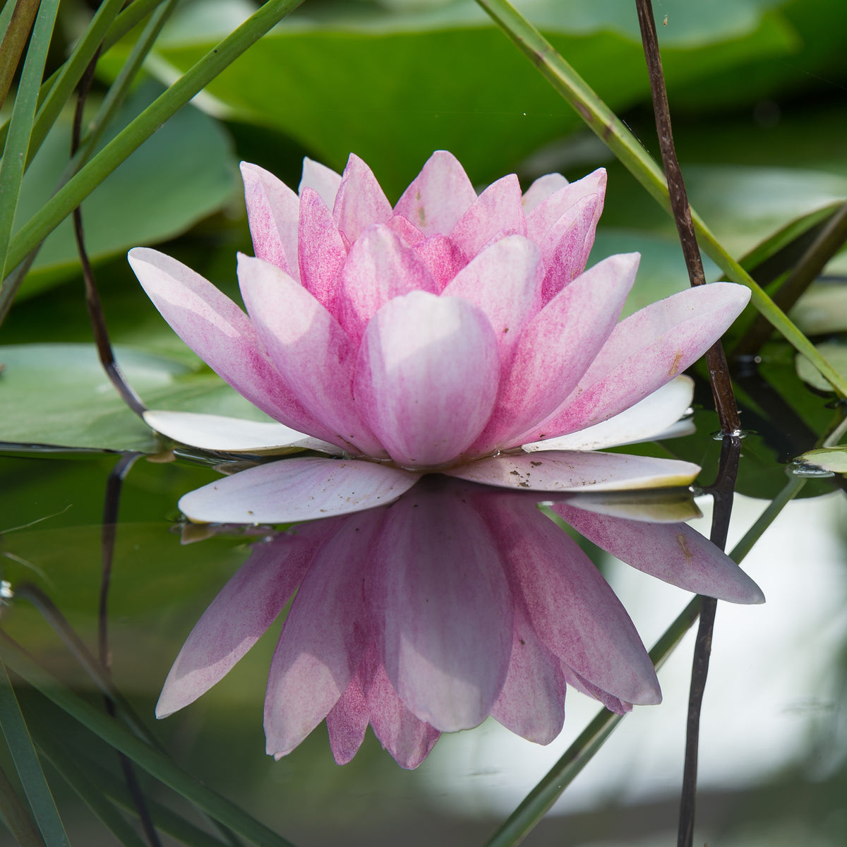 Pink water lily on a pond