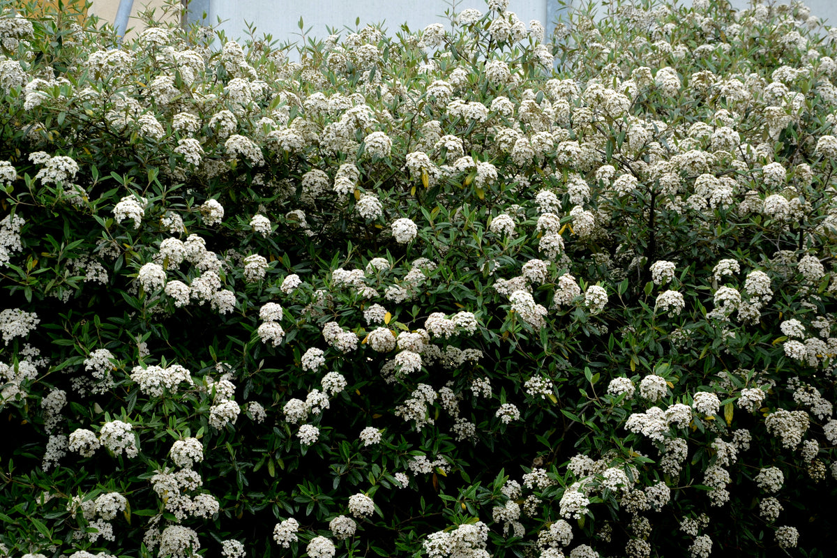 evergreen shrubs in the hedge by the house by the road. opaque tall rectangle cut trimmer. glossy green leaves on a plant that blooms white