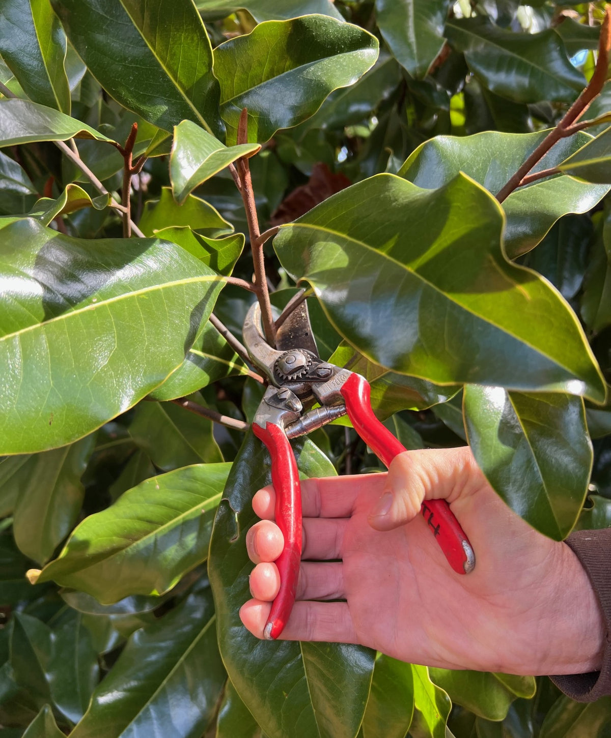Pruning picture for pruning workshop Magnolia with Felcos Chris 2022