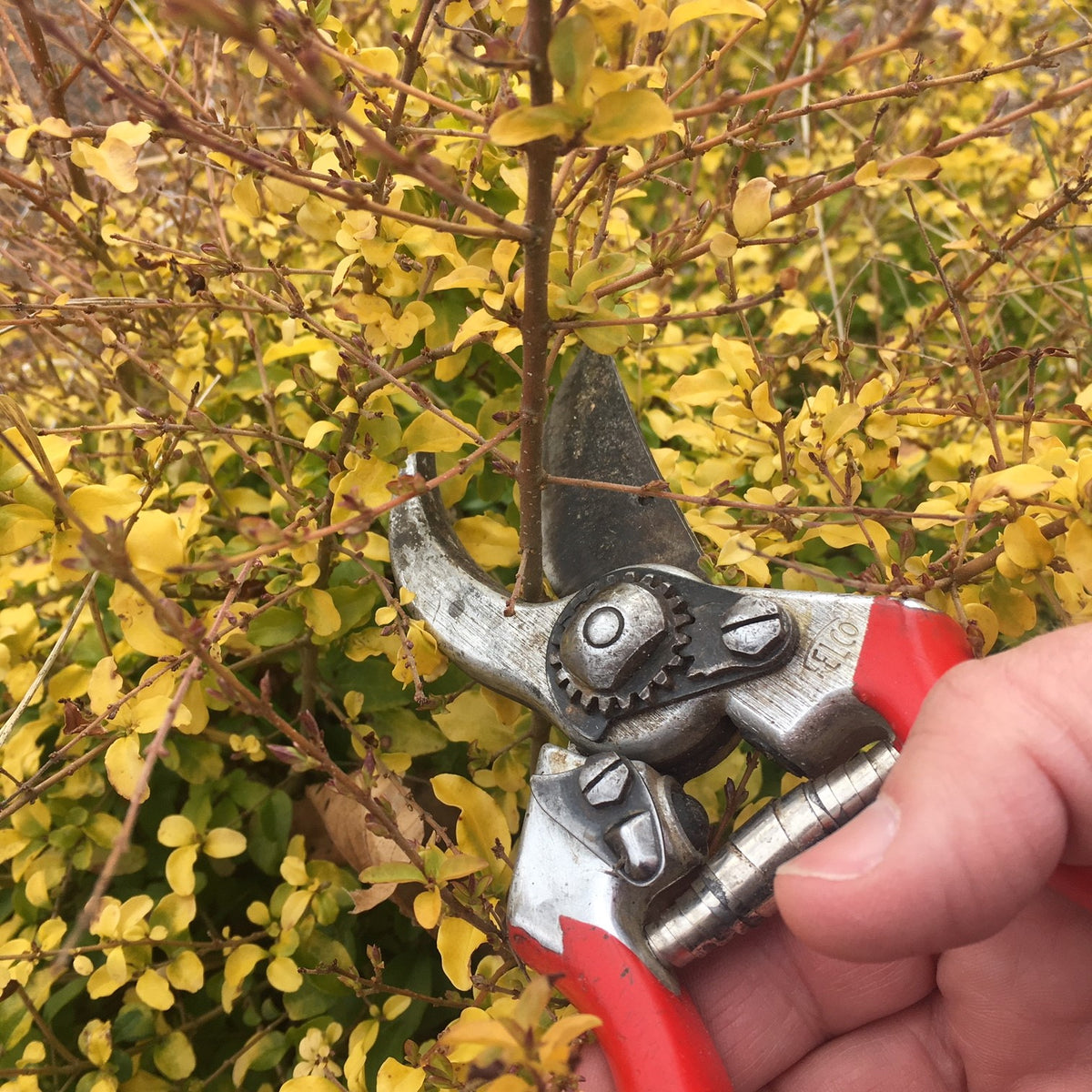 Pruning Workshop with Chris Davenport, holding a pair of red felco pruners.