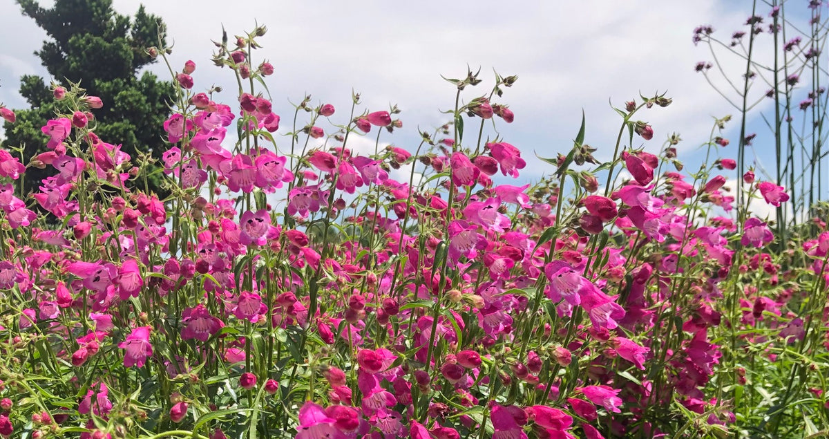 RCN Pollinator Garden Red Rocks