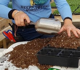 Ruth Gonzalez filling a flat with germinating mix.