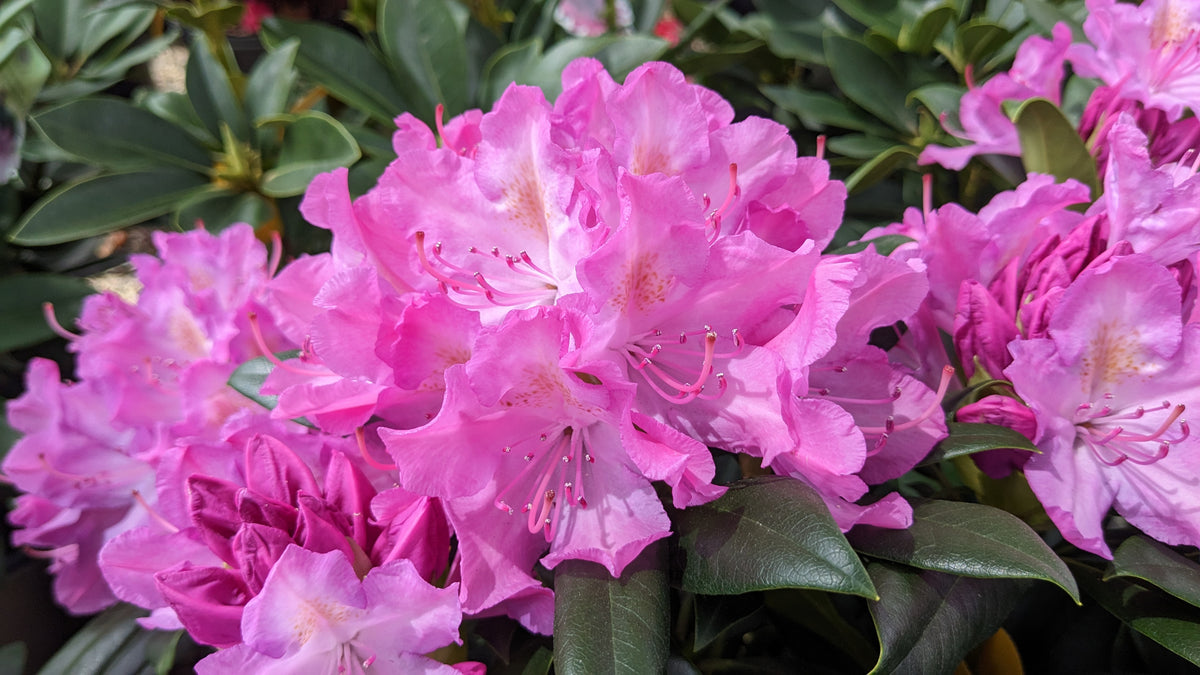 Shrub Rhodo roseum pink joy2.1
