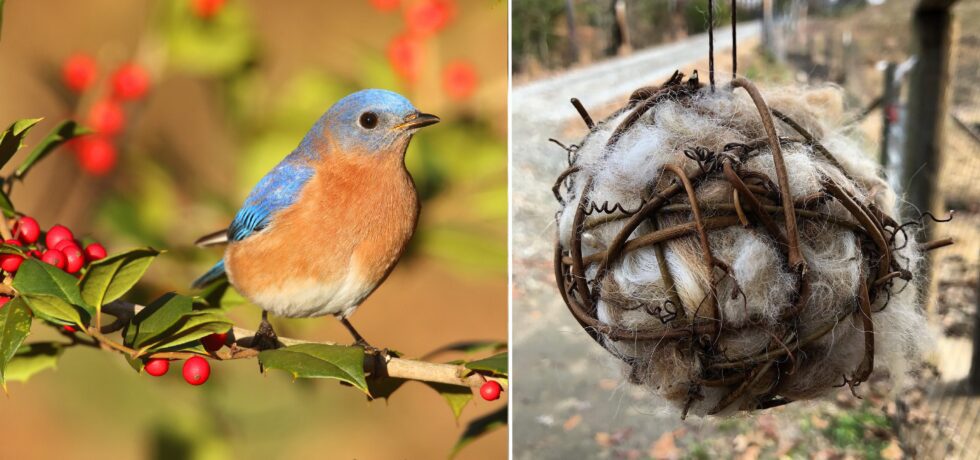 Songbirds in Your Garden + Bird Nesting Ball Make & Take