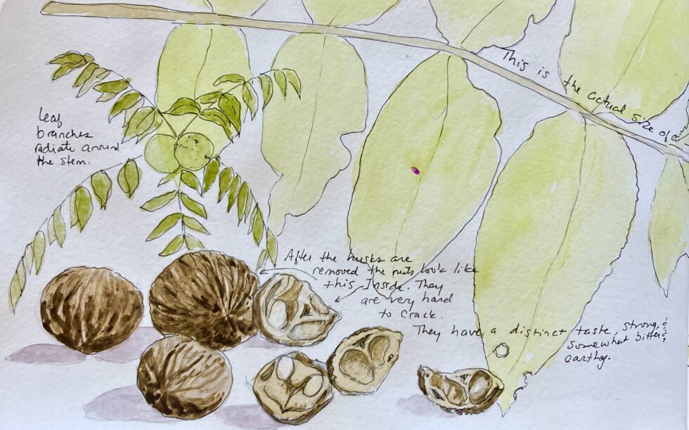 Nature Journaling with Sue Dolamore