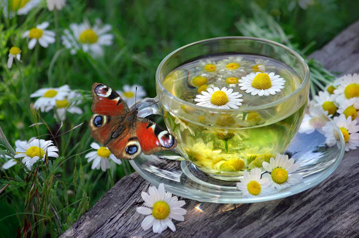 medicinal herbs. a cup of chamomile tea and a bright red peacock butterfly.