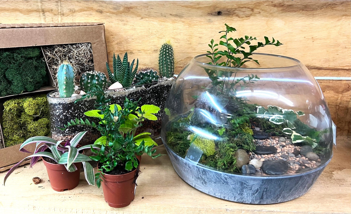 Terrarium workshop at Reems Creek Nursery in Weaverville NC, just outside of Asheville NC.