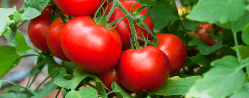 Tomatoes on the vine