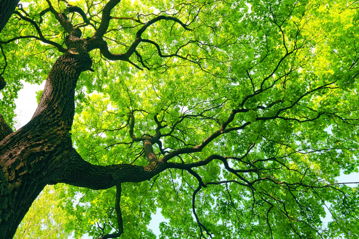 mighty tree with green leaves