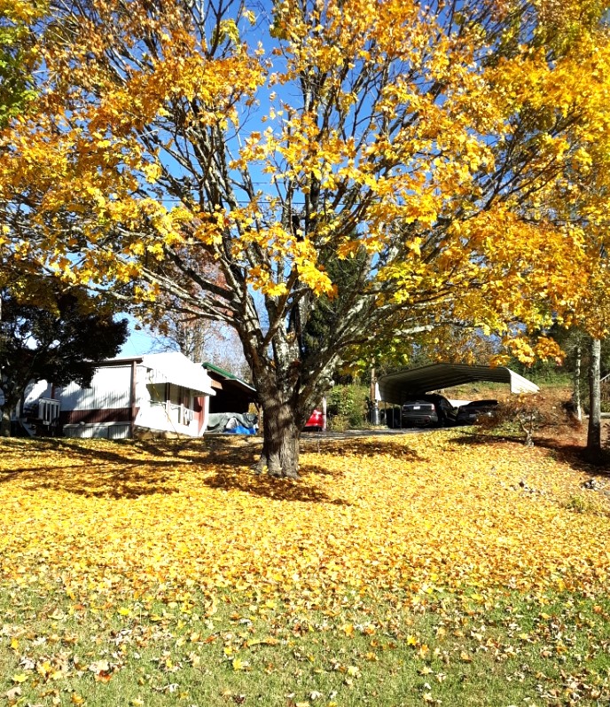 A beautiful tree with golden foliage.