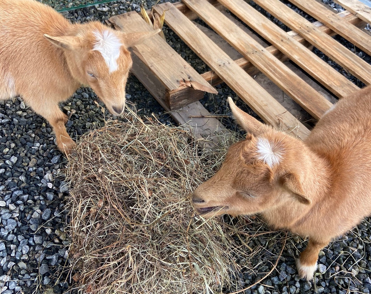 amanda's goats holiday family fun (2)