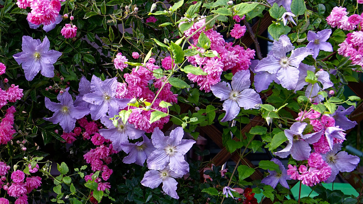 Clematis and Roses are seasonally available at Reems Creek Nursery - best selection in April and May.