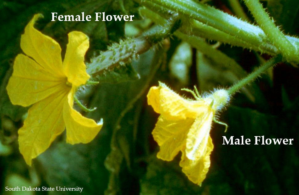 cucumbers-flowers-female-male-pollination1