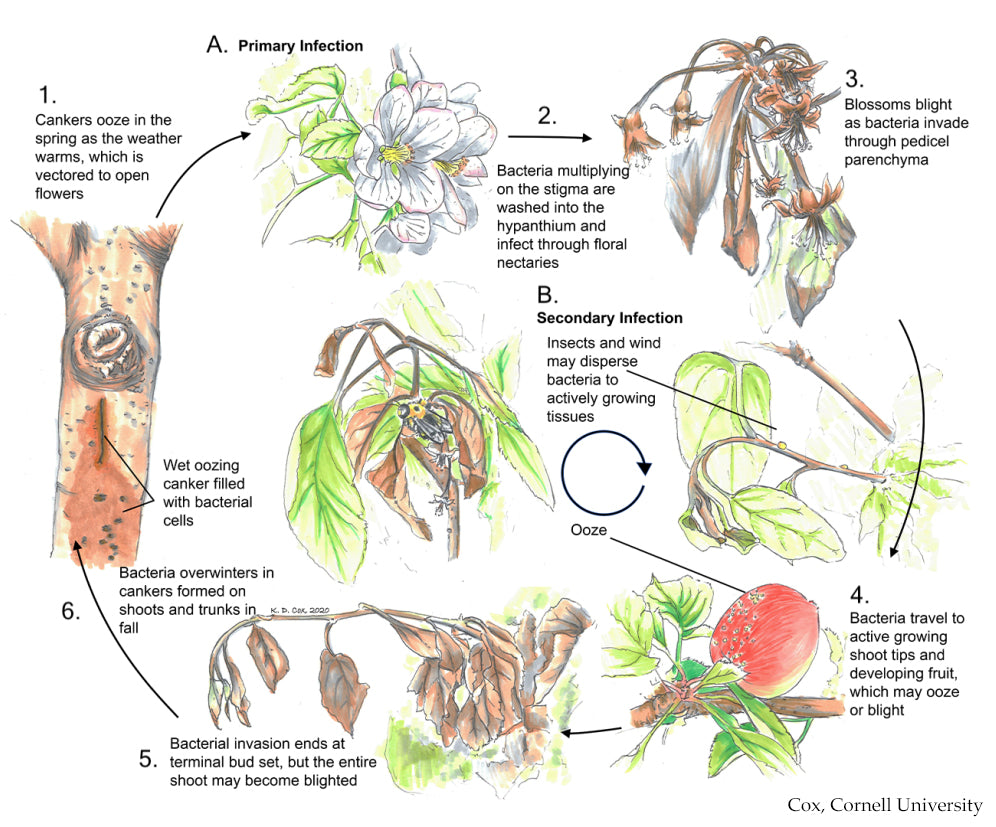 fig6-fire-blight-life-cycle cornell attributed