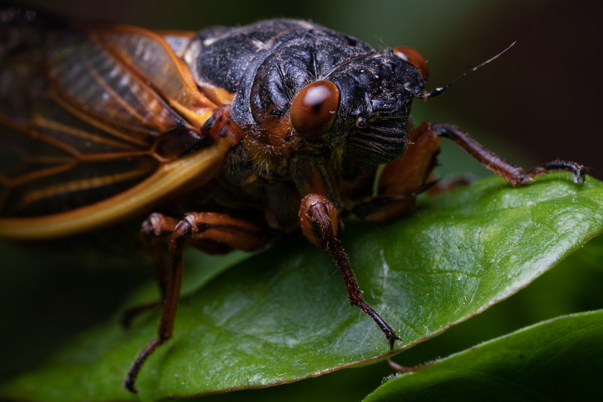 Brood X Cicada sits on leaf