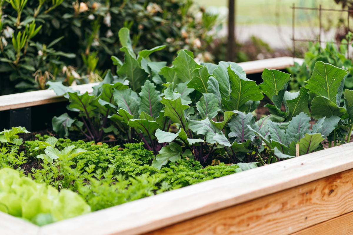 Veggie garden
