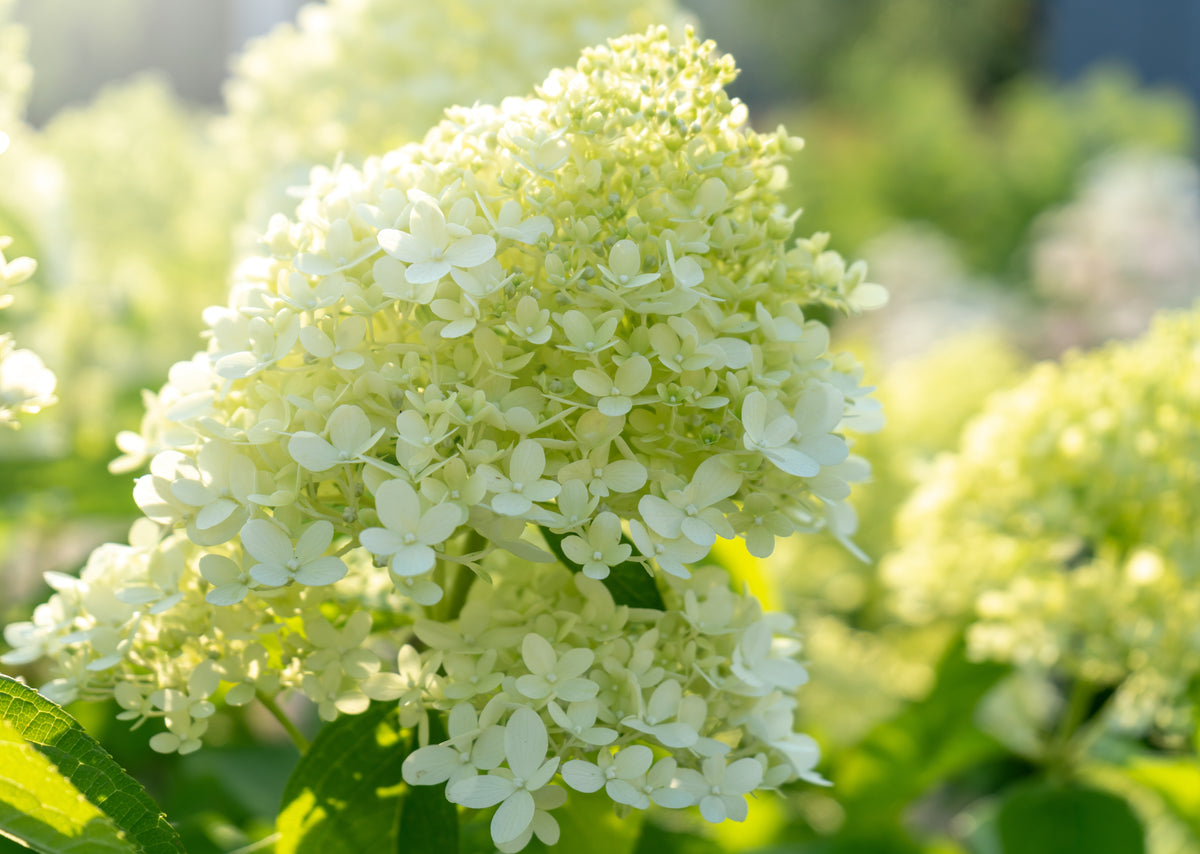 Limelight' Hydrangea - 2025 Presale - Two Weeks Only