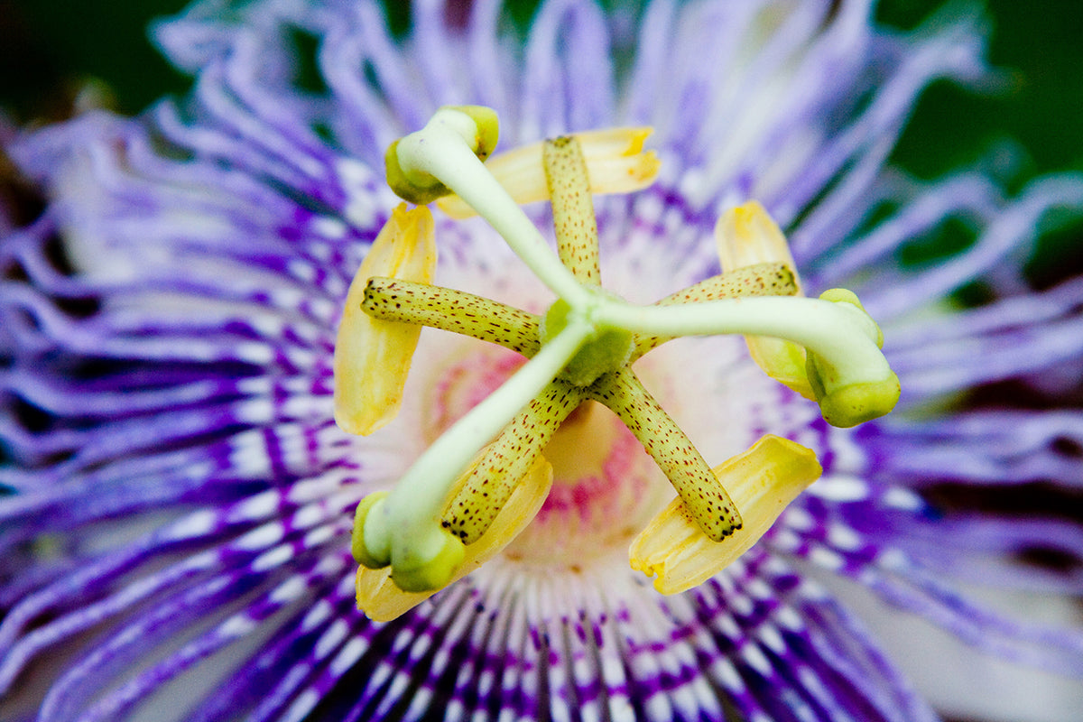 Passion Flower in bloom