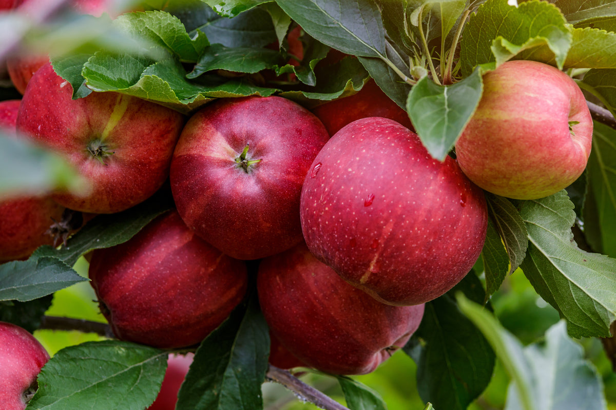 Red apples in a tree. Apple Trees are available at Reems Creek Nursery.