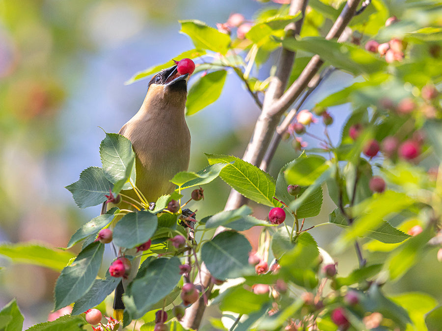 Serviceberries for Birds